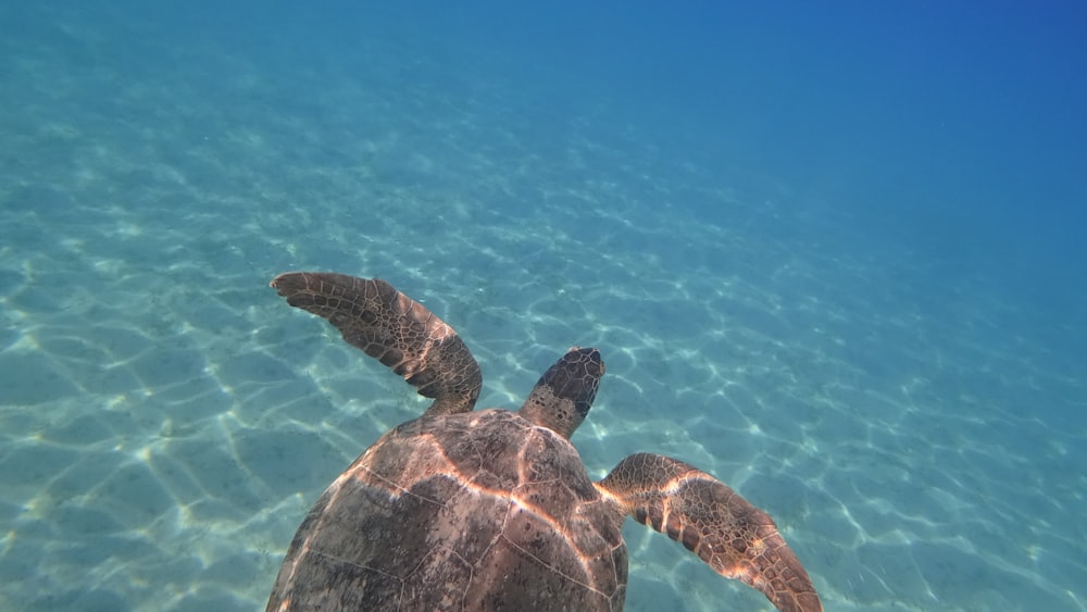 brown and black turtle in water