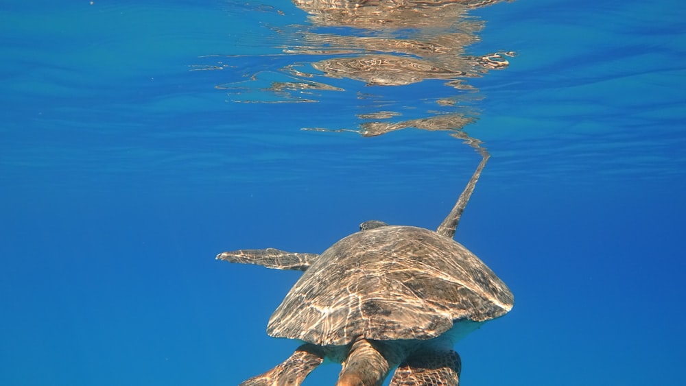 brown turtle in water during daytime