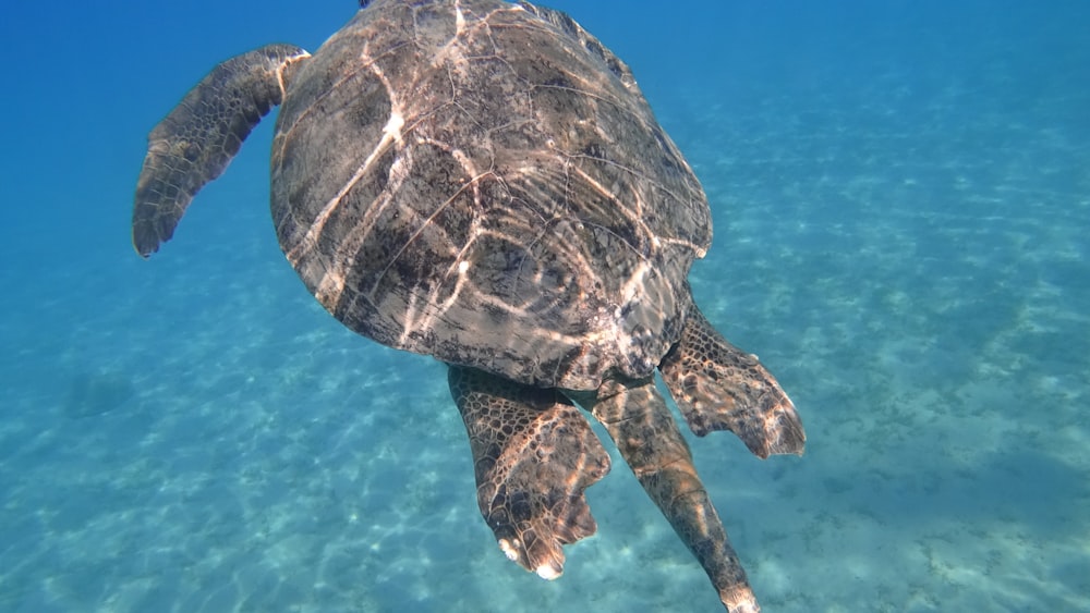 tartaruga marrone in acqua blu