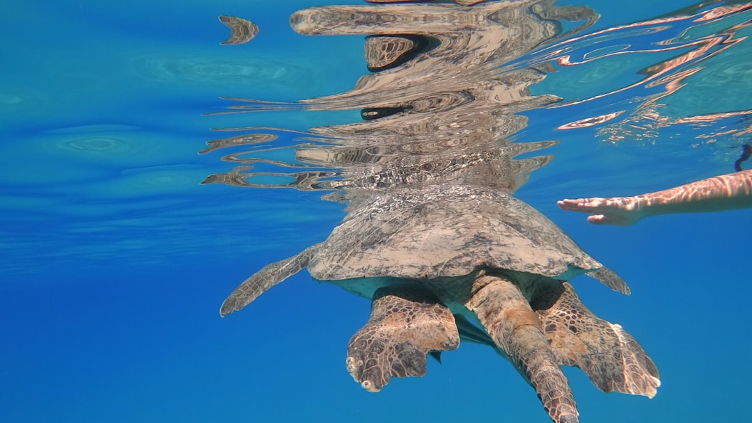 brown and gray turtle in water