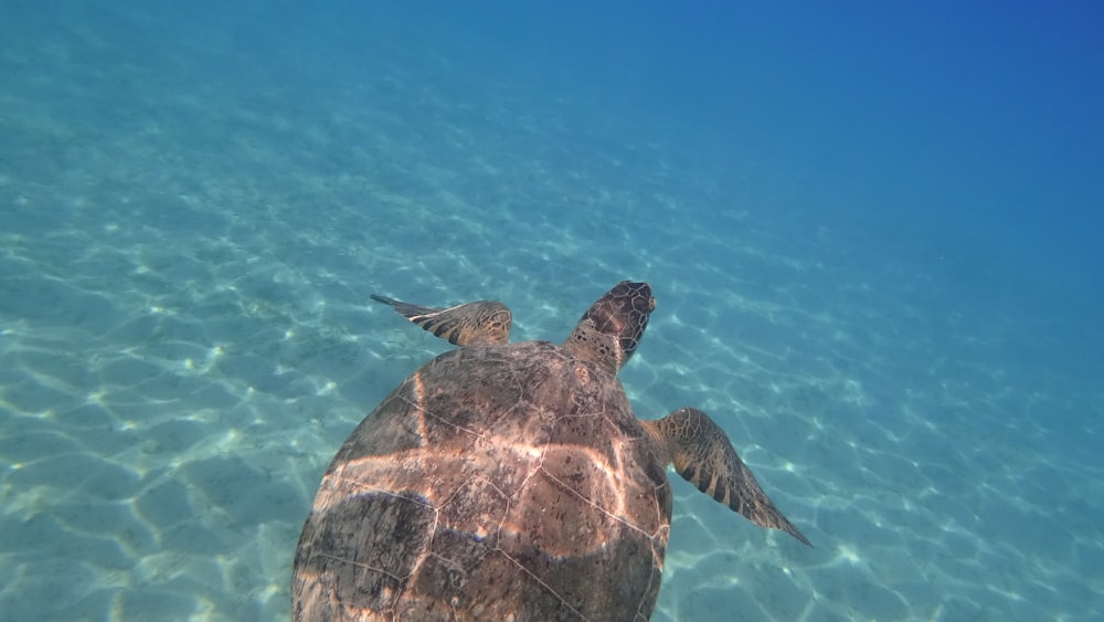 brown and black turtle under water