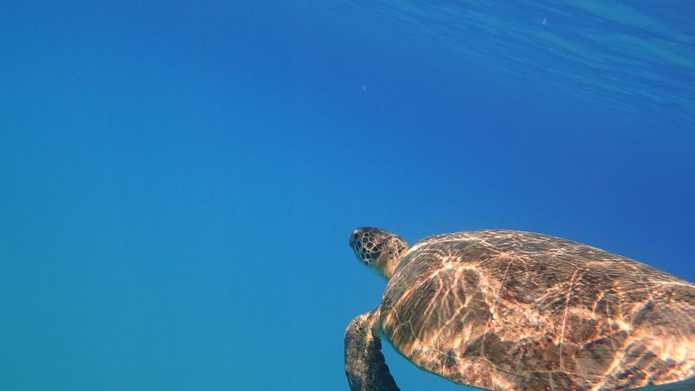 brown and black turtle in water