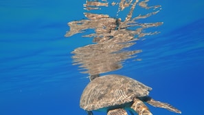 A sea turtle is swimming underwater with its back visible as it moves toward the water's surface. The sunlight creates a shimmering effect on the turtle's shell, and a reflection is visible in the water above. The water is a deep, clear blue, suggesting a calm and serene environment.