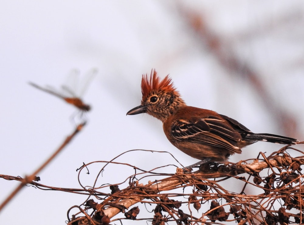 brown bird on brown tree branch