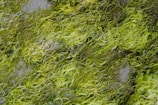 Mats of green seaweed or algae are covering a surface, intertwining in wavy patterns. The textures are fibrous and tangled, varying in shades of green from bright to dark.