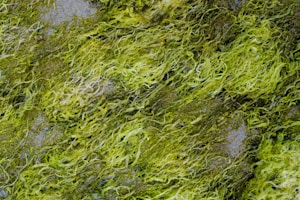 Mats of green seaweed or algae are covering a surface, intertwining in wavy patterns. The textures are fibrous and tangled, varying in shades of green from bright to dark.