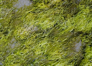 green moss on body of water