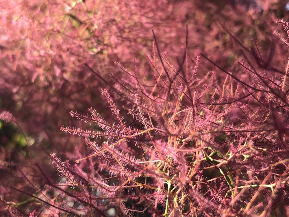 white and brown plant during daytime