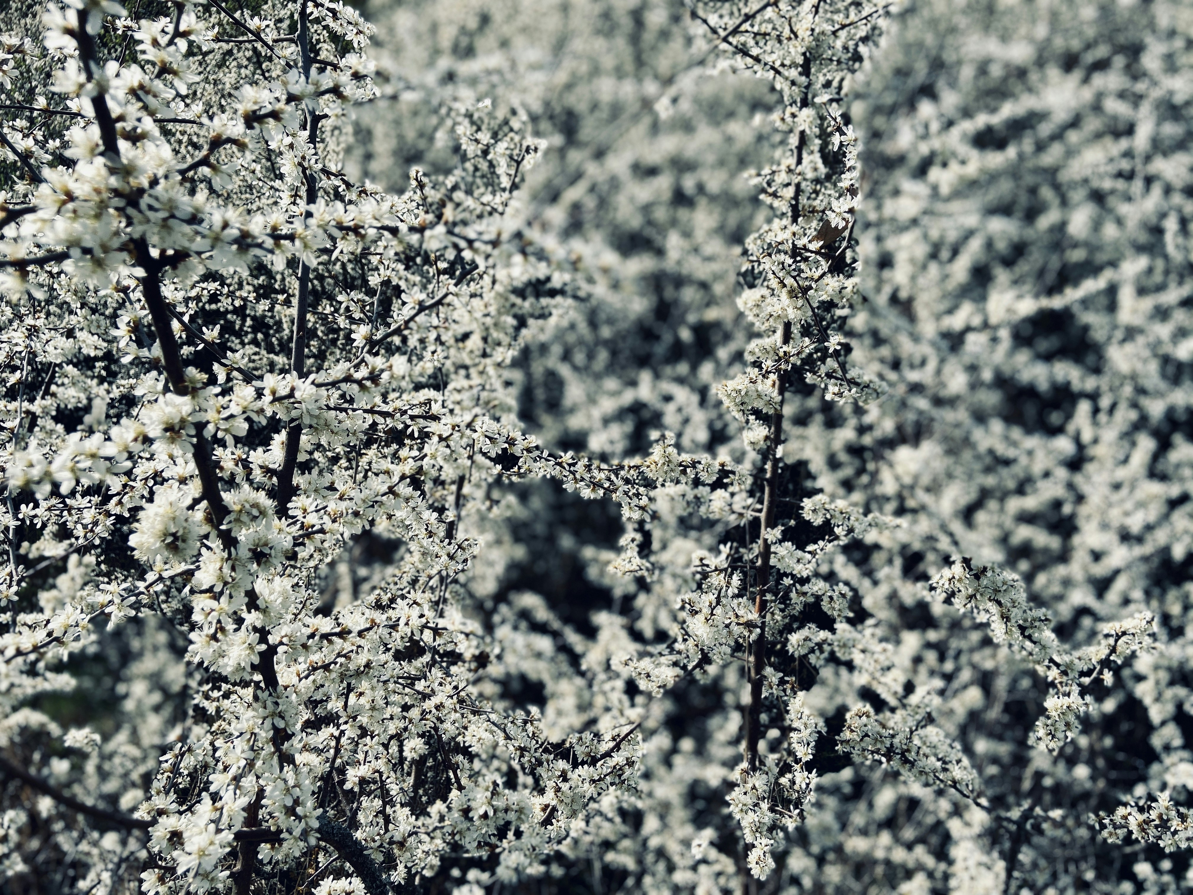 緑の葉と黄色い花