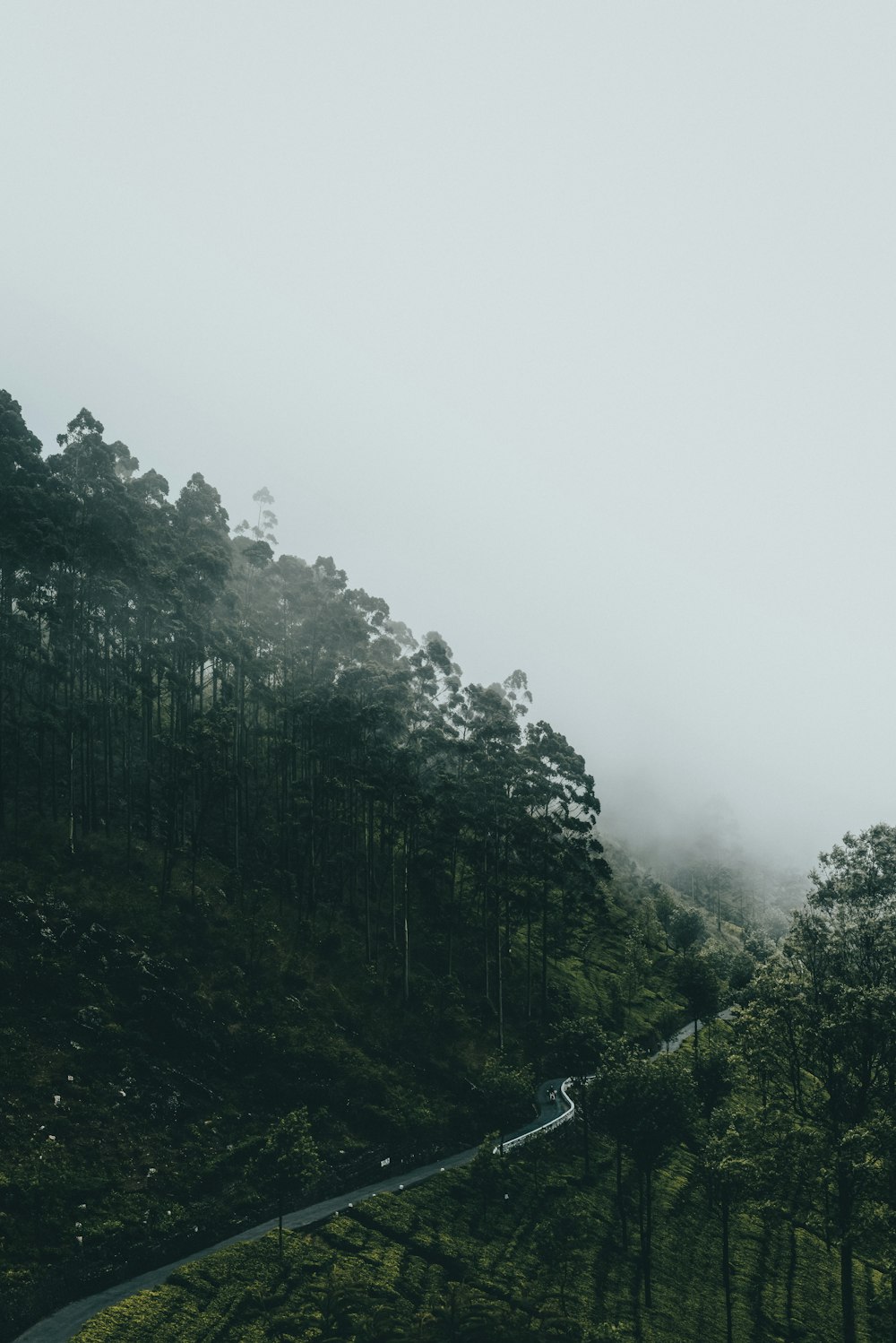 green trees covered with fog