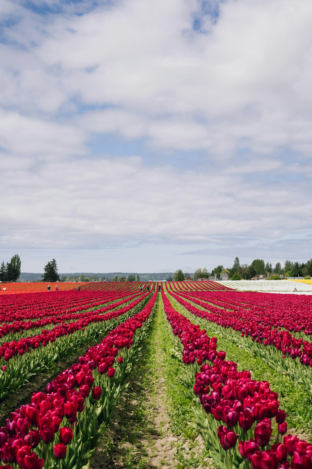 champ de fleurs roses sous des nuages blancs pendant la journée