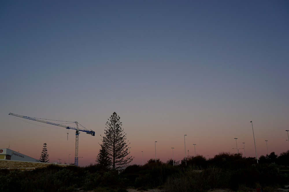 silhouette of trees and electric posts during sunset