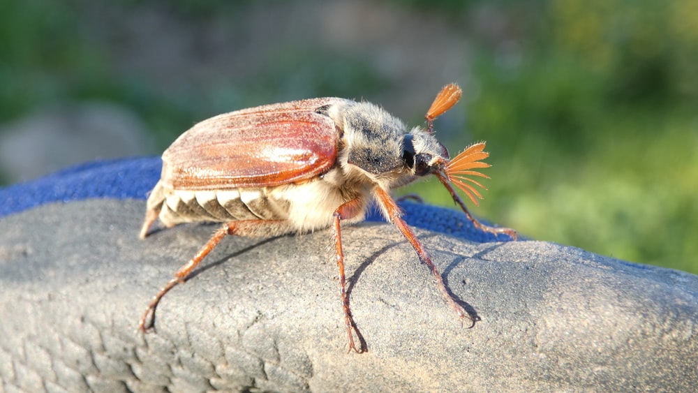 brown and black bug on gray concrete surface