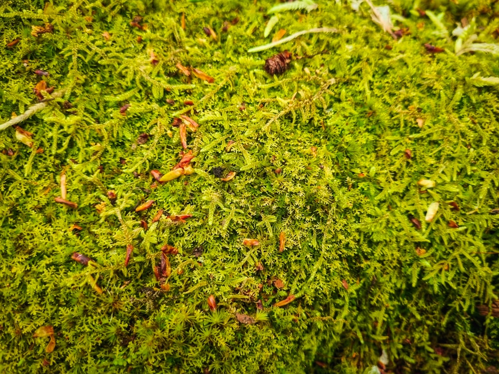 green grass field during daytime