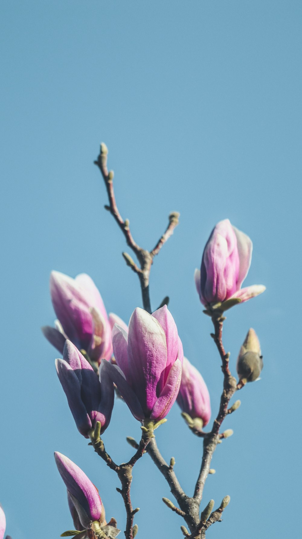 pink and white flower under blue sky during daytime