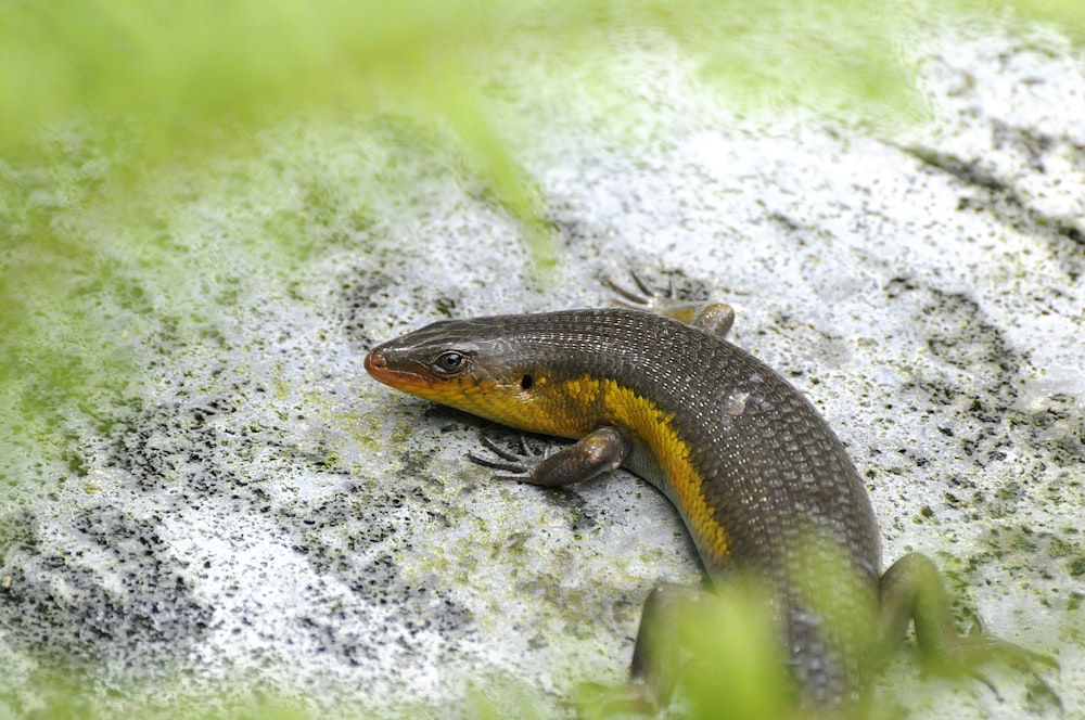 black and yellow lizard on white rock