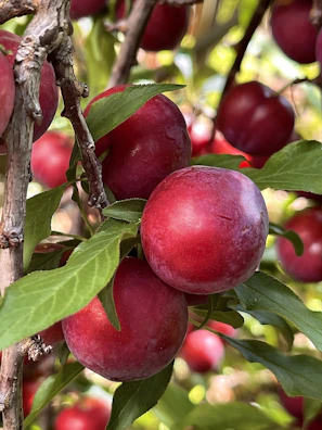 A vibrant cluster of ripe plum and apple trees basking in morning light on the farm.