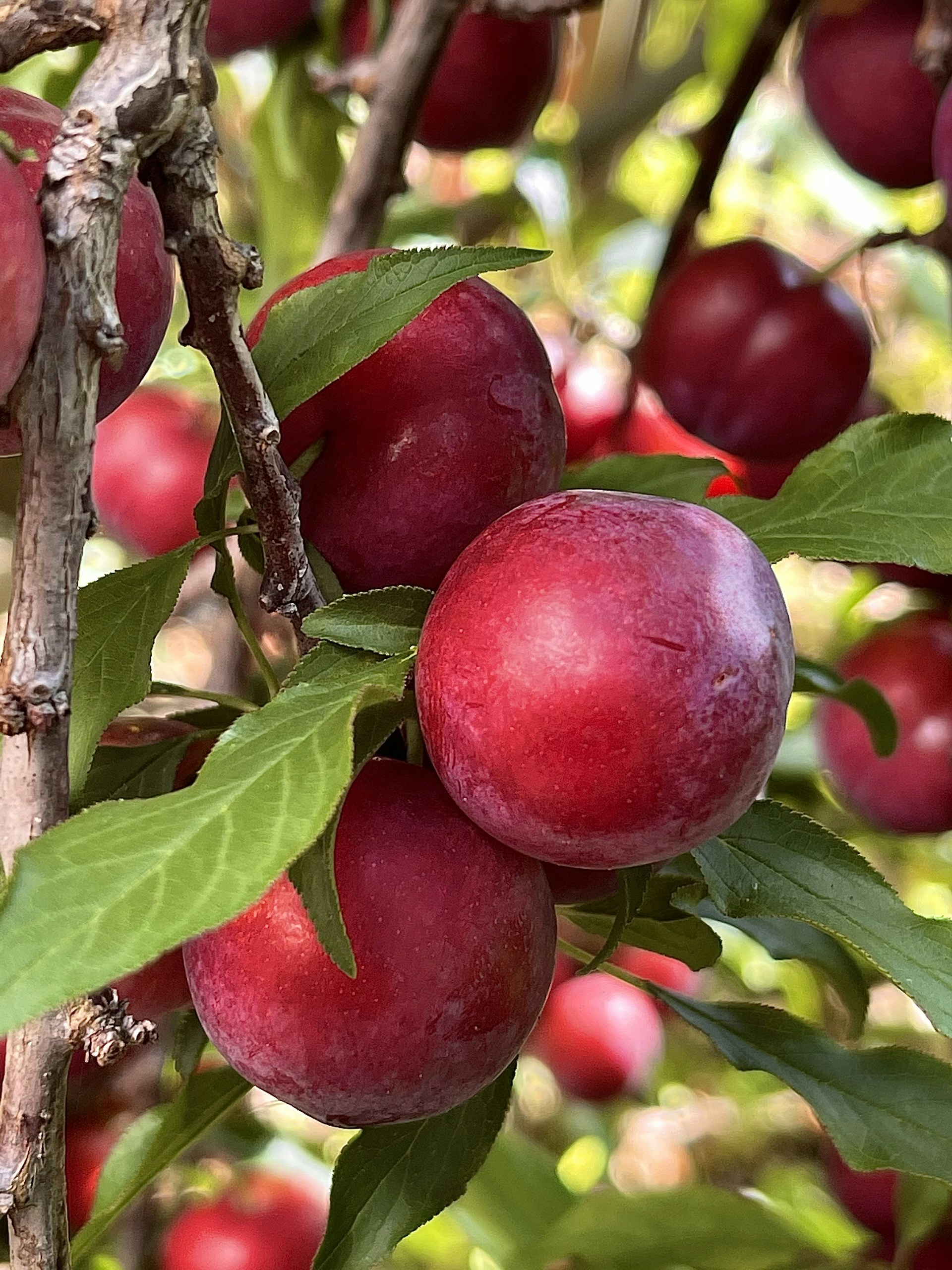 gray computer monitor