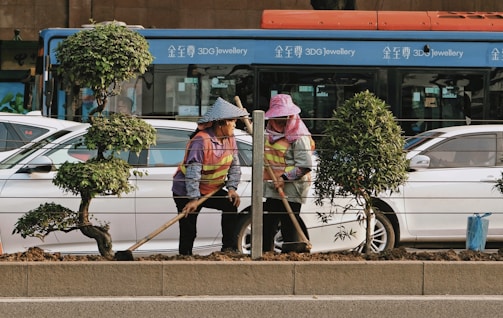 Two people wearing safety vests and hats are working on a roadside, engaging in landscaping or gardening activities. They are standing between well-maintained, trimmed bushes with a busy street in the background, including a parked white car and a blue bus.