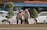 Two people wearing safety vests and hats are working on a roadside, engaging in landscaping or gardening activities. They are standing between well-maintained, trimmed bushes with a busy street in the background, including a parked white car and a blue bus.