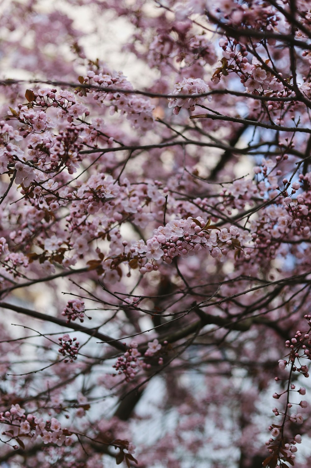 pink cherry blossom tree during daytime