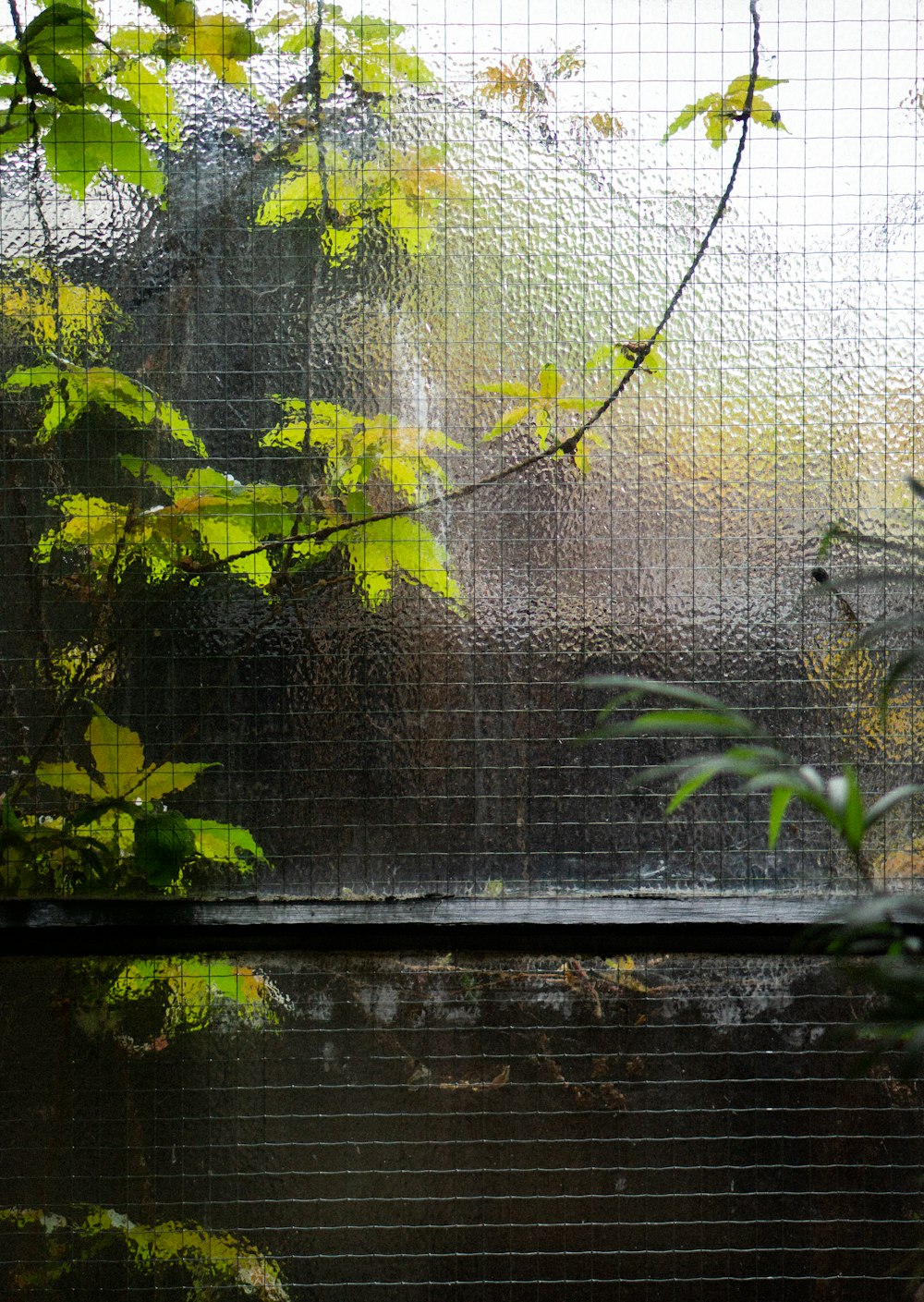 green plant on white net