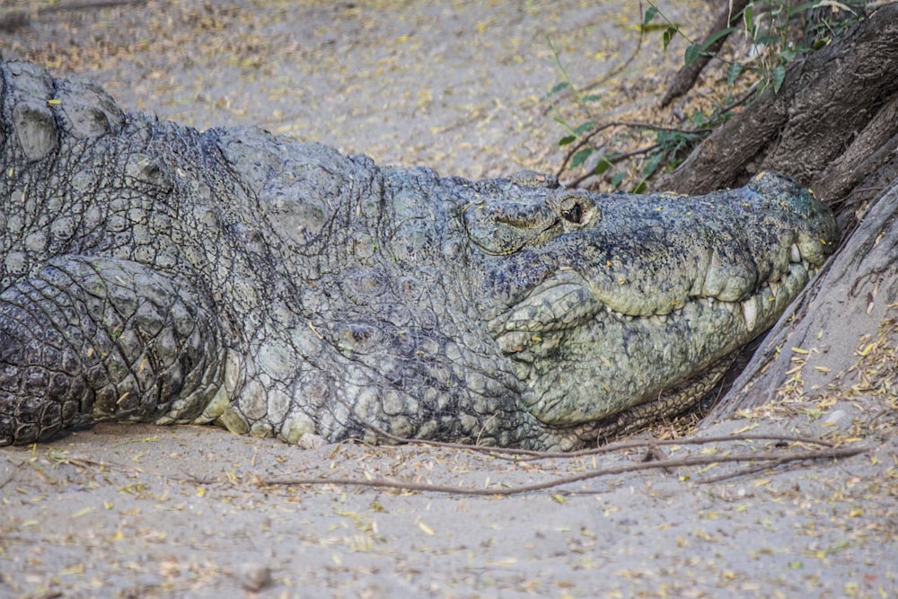 crocodile lying on brown sand during daytime