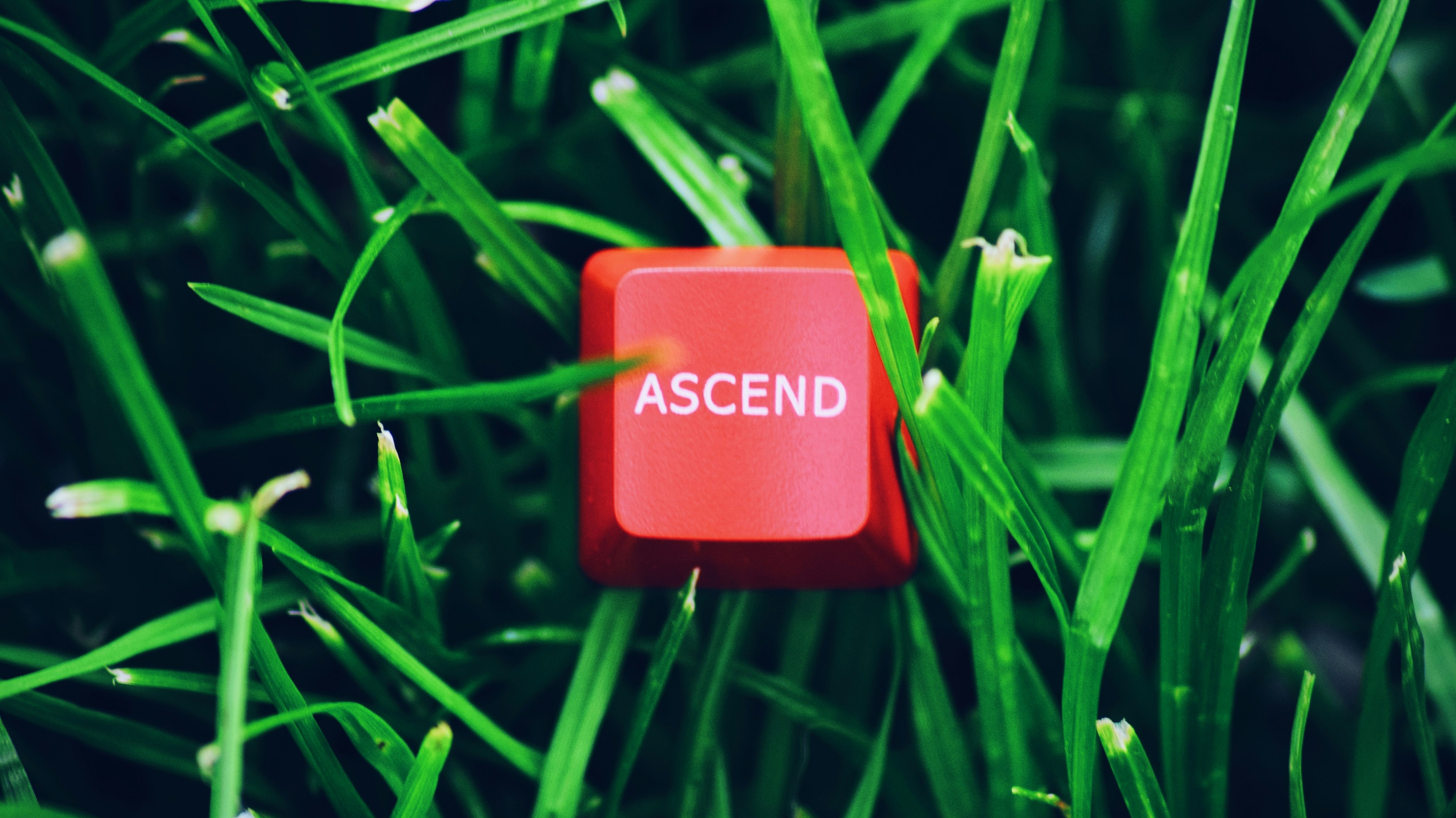 red and white plastic container on green grass