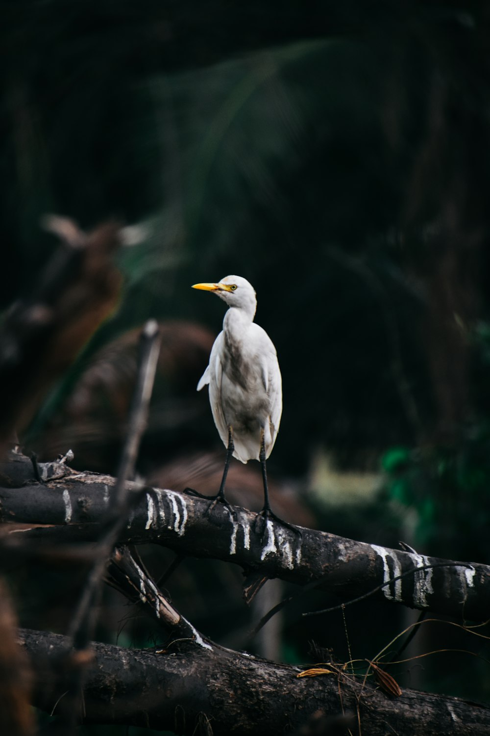 white bird on brown tree branch