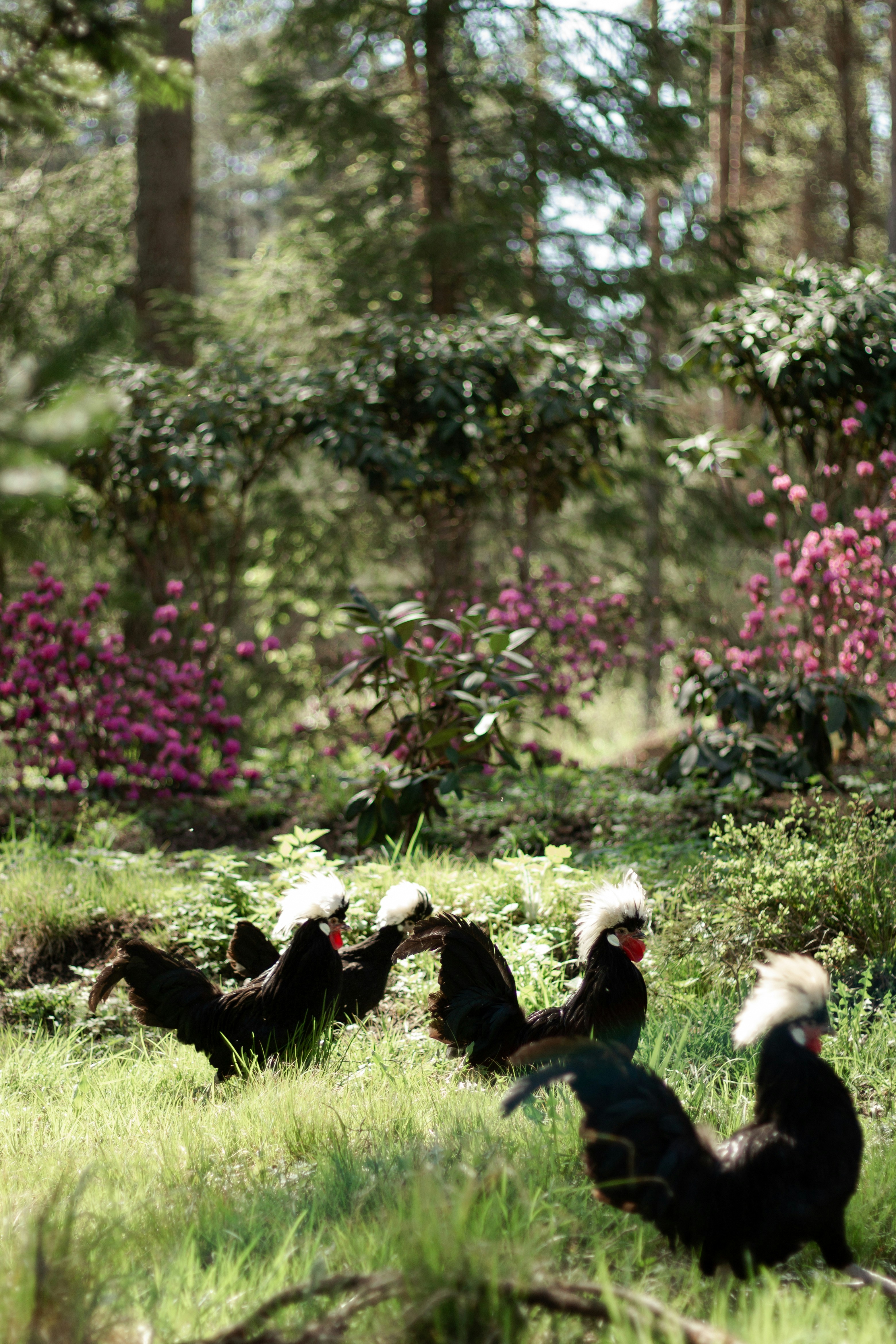 schwarze und weiße Vögel tagsüber auf grünem Gras