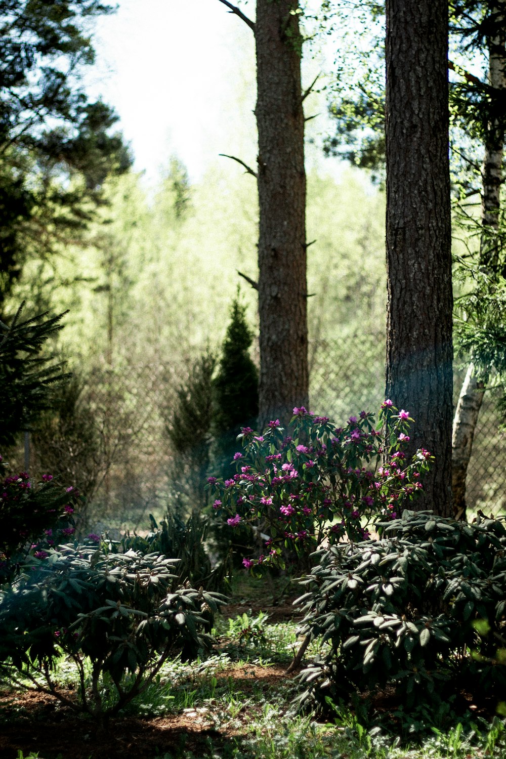 lila Blumen auf grünem Grasfeld