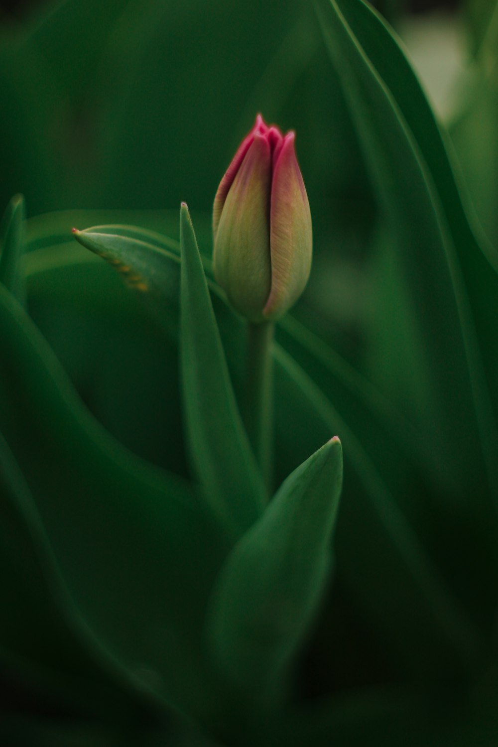 pink and white flower bud