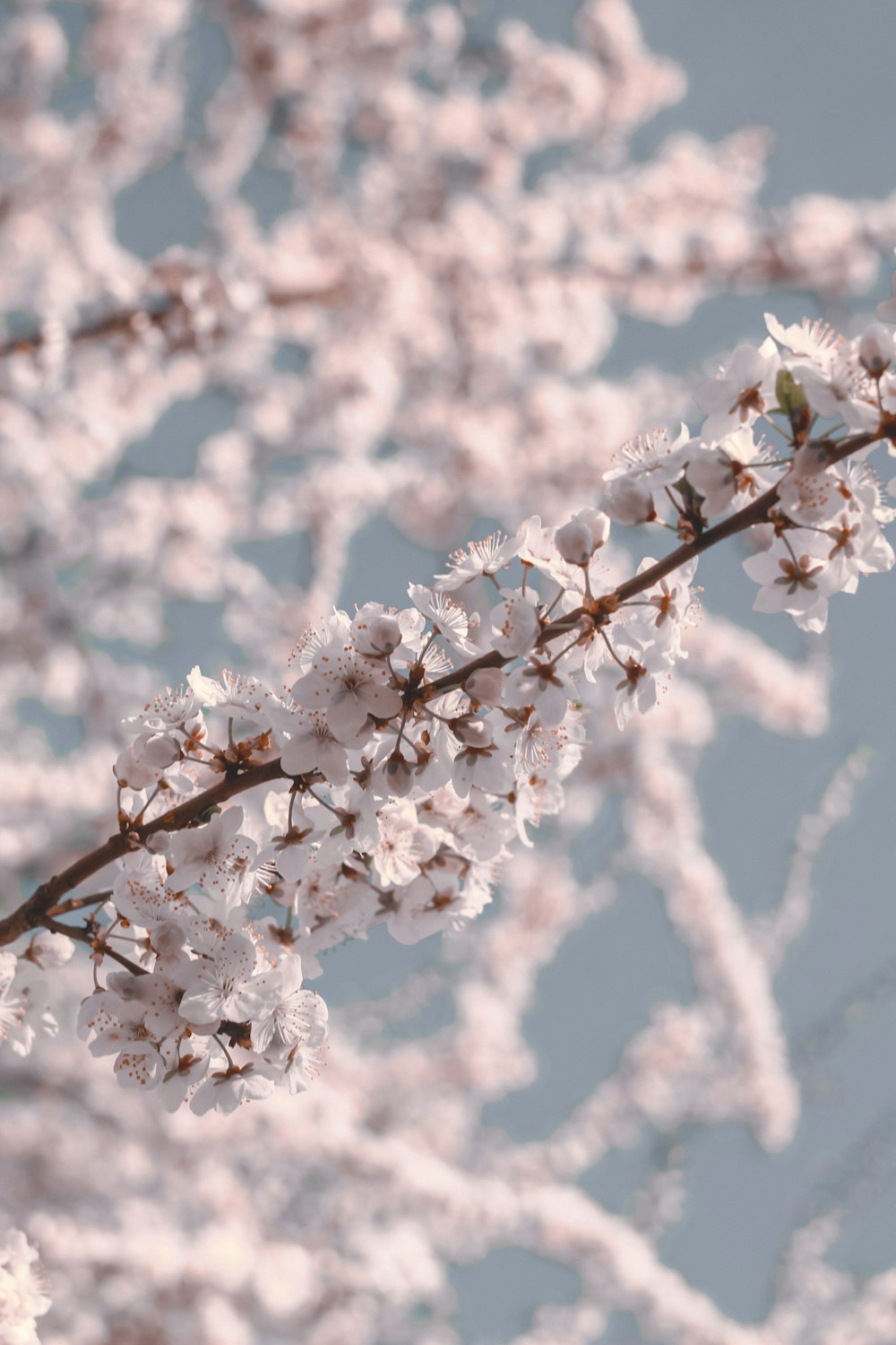 white cherry blossom in bloom during daytime