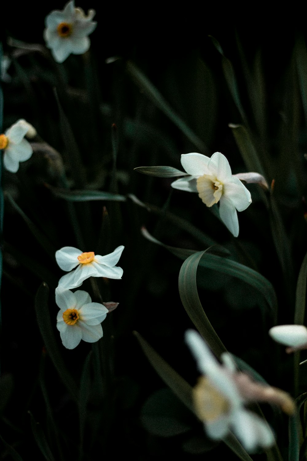 white and yellow flower in bloom