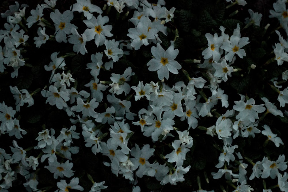 Foto flores blancas y amarillas en fotografía de cerca – Imagen Gris gratis  en Unsplash