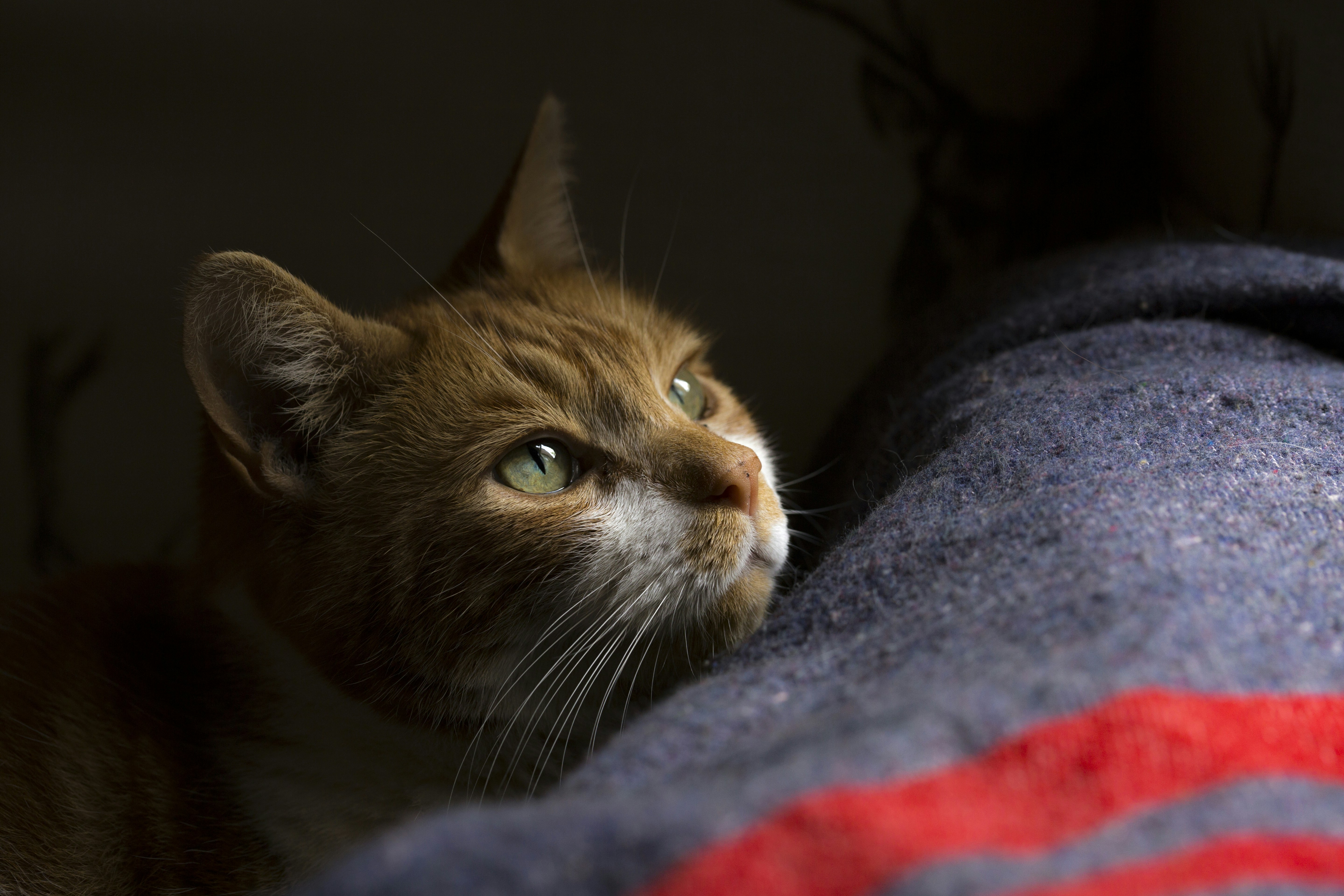 brown tabby cat on blue textile