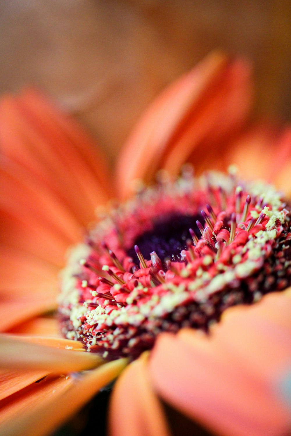 Rosa und schwarze Blume in der Makrofotografie