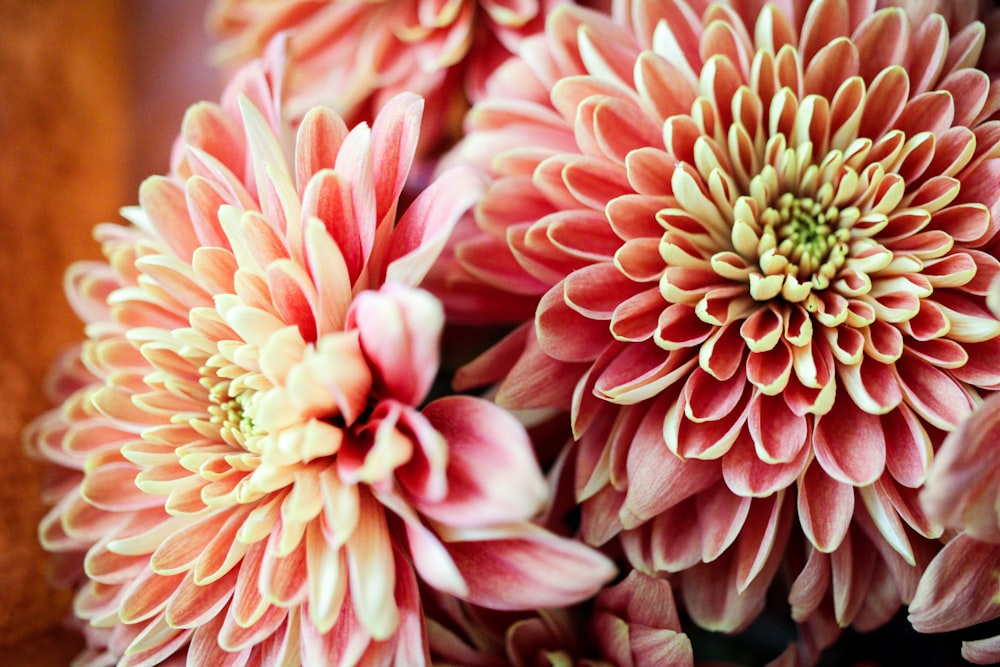 pink flower in macro shot