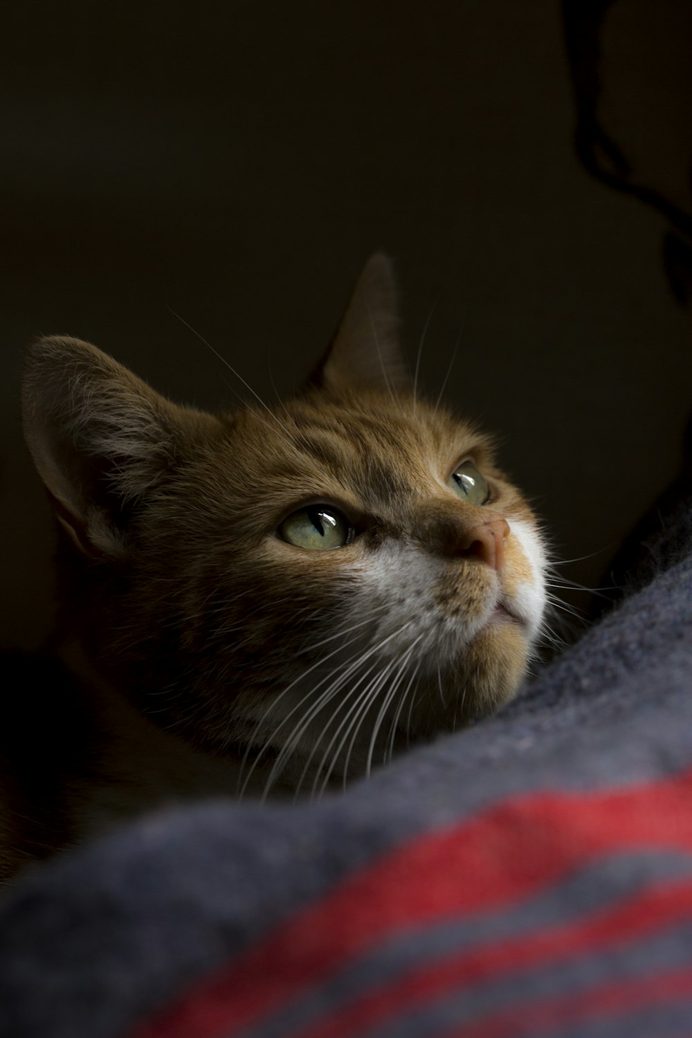 gato atigrado marrón sobre textil azul