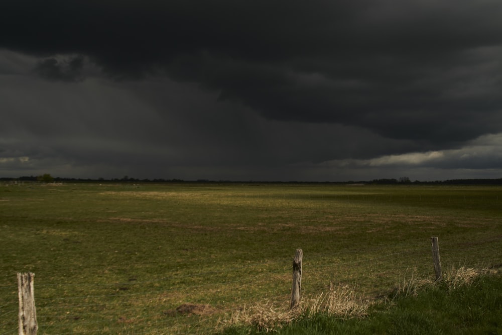 green grass field under gray sky