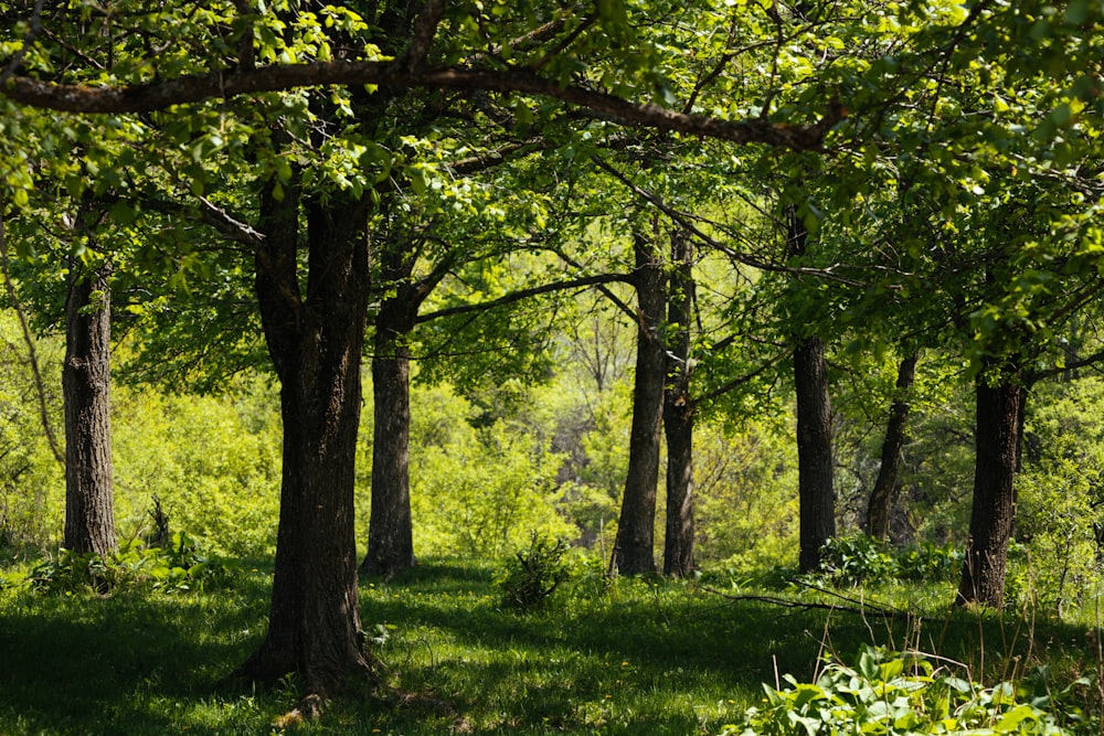 green grass and green trees