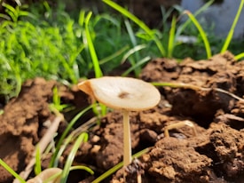 A small, light-colored mushroom growing in a natural setting, surrounded by green grass and brown soil. The mushroom's cap is round and slightly curved, with a delicate, ribbed texture visible in the sunlight.