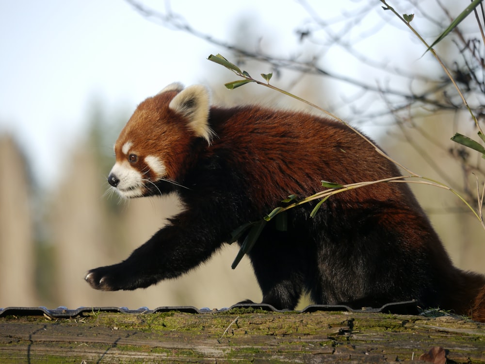 red panda on tree branch during daytime