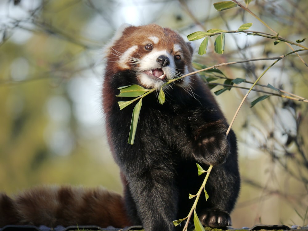 brown and black animal on tree branch during daytime