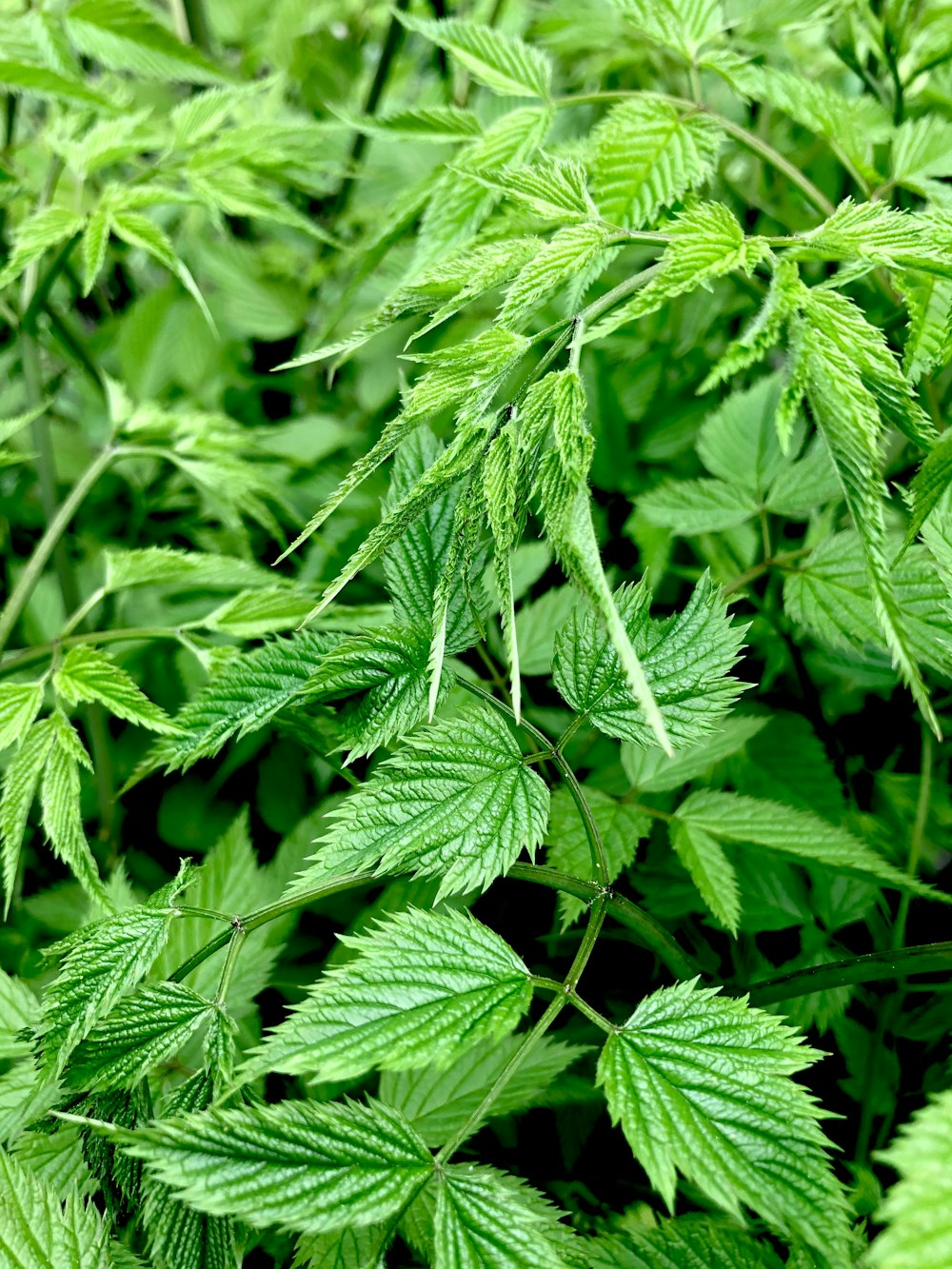 green leaf plant during daytime