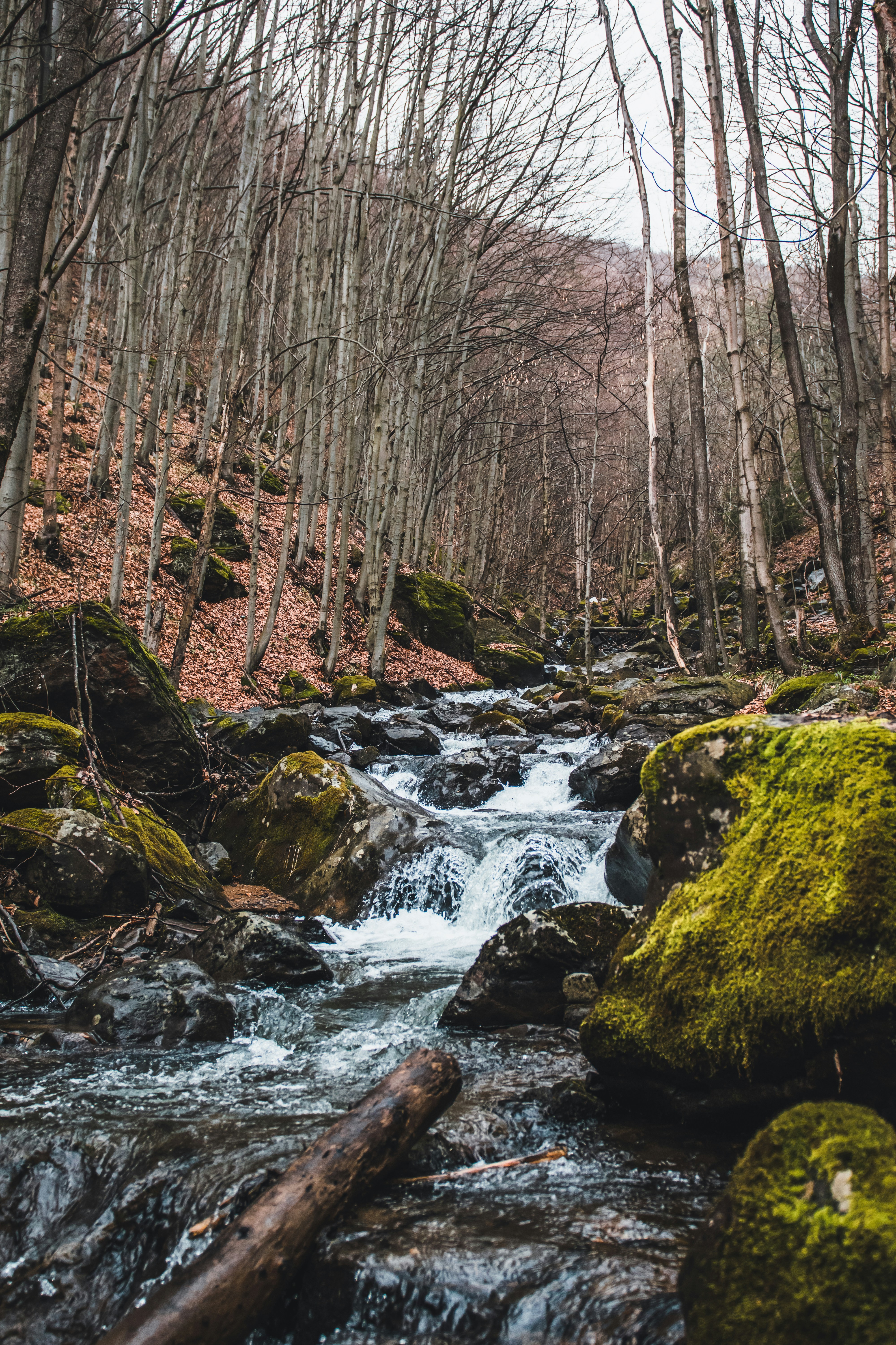 Río en medio del bosque foto – Imagen de Gris gratuita en Unsplash