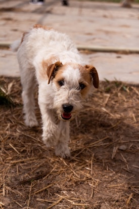 A small, fluffy dog with a white and brown coat stands on a dirt and straw-covered ground. Its ears are perked up and it has a happy expression with its tongue slightly out.