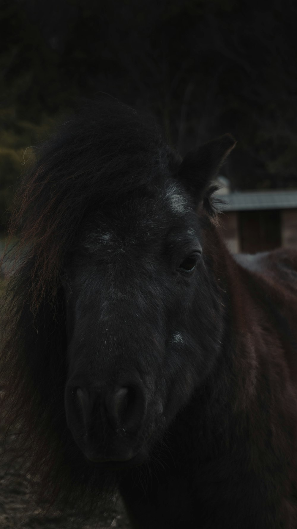 black horse in front of brown wooden fence