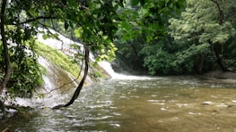 A tranquil nature scene with a flowing river and lush greenery, symbolizing healing and balance.
