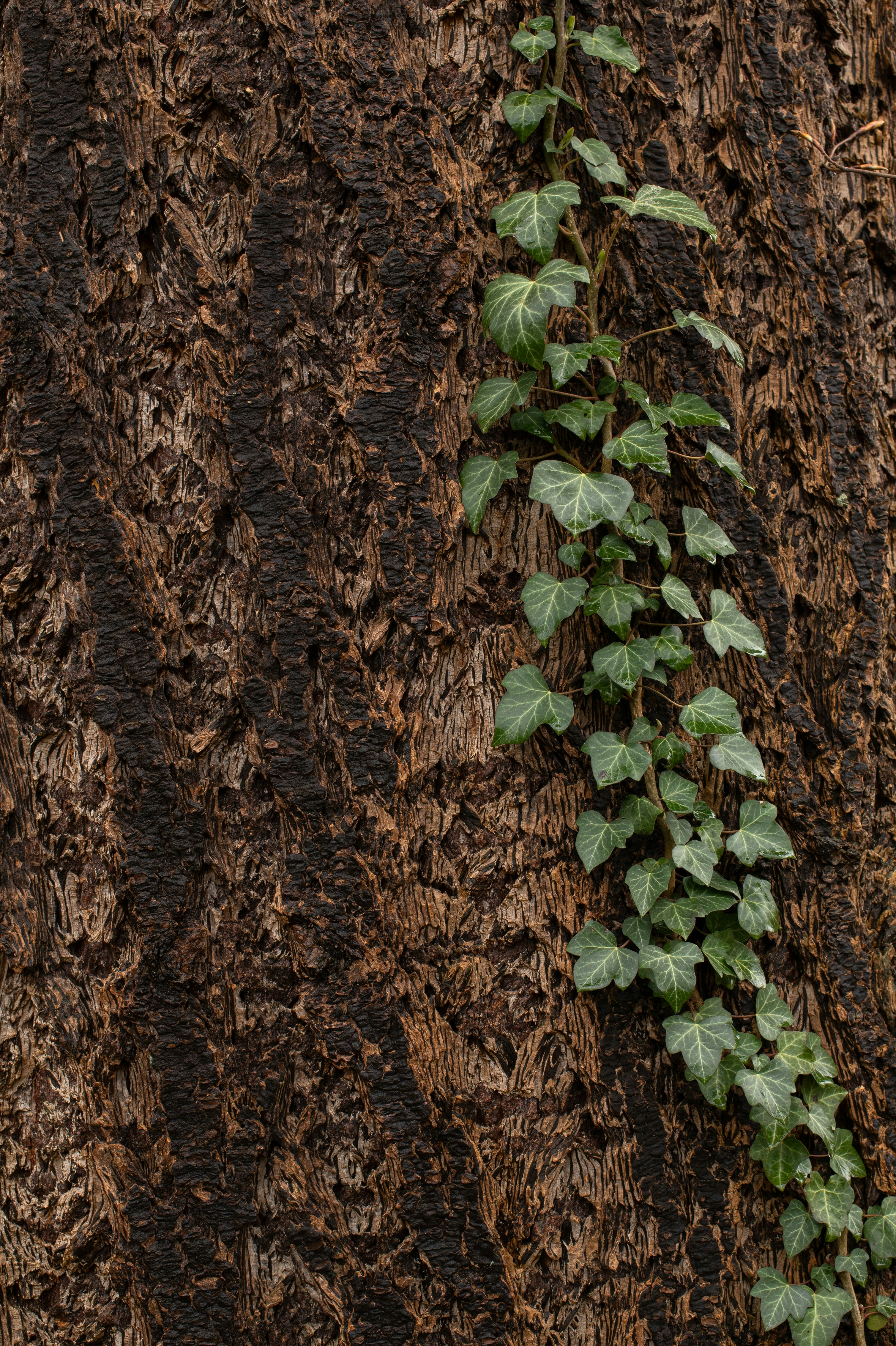 Photo by peterneumann